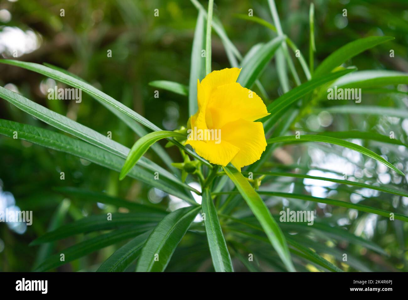 Gelbe Oleanderblume auf Baum mit grünen Blättern Stockfoto