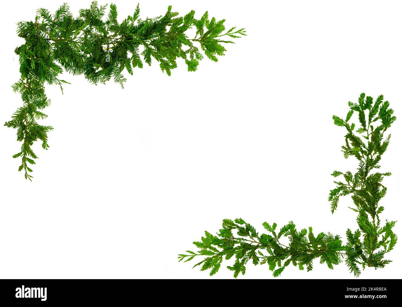 Weihnachten grüne Kiefer Nadel Grenze isoliert auf weißem Hintergrund. Beschneidungspfad. Stockfoto