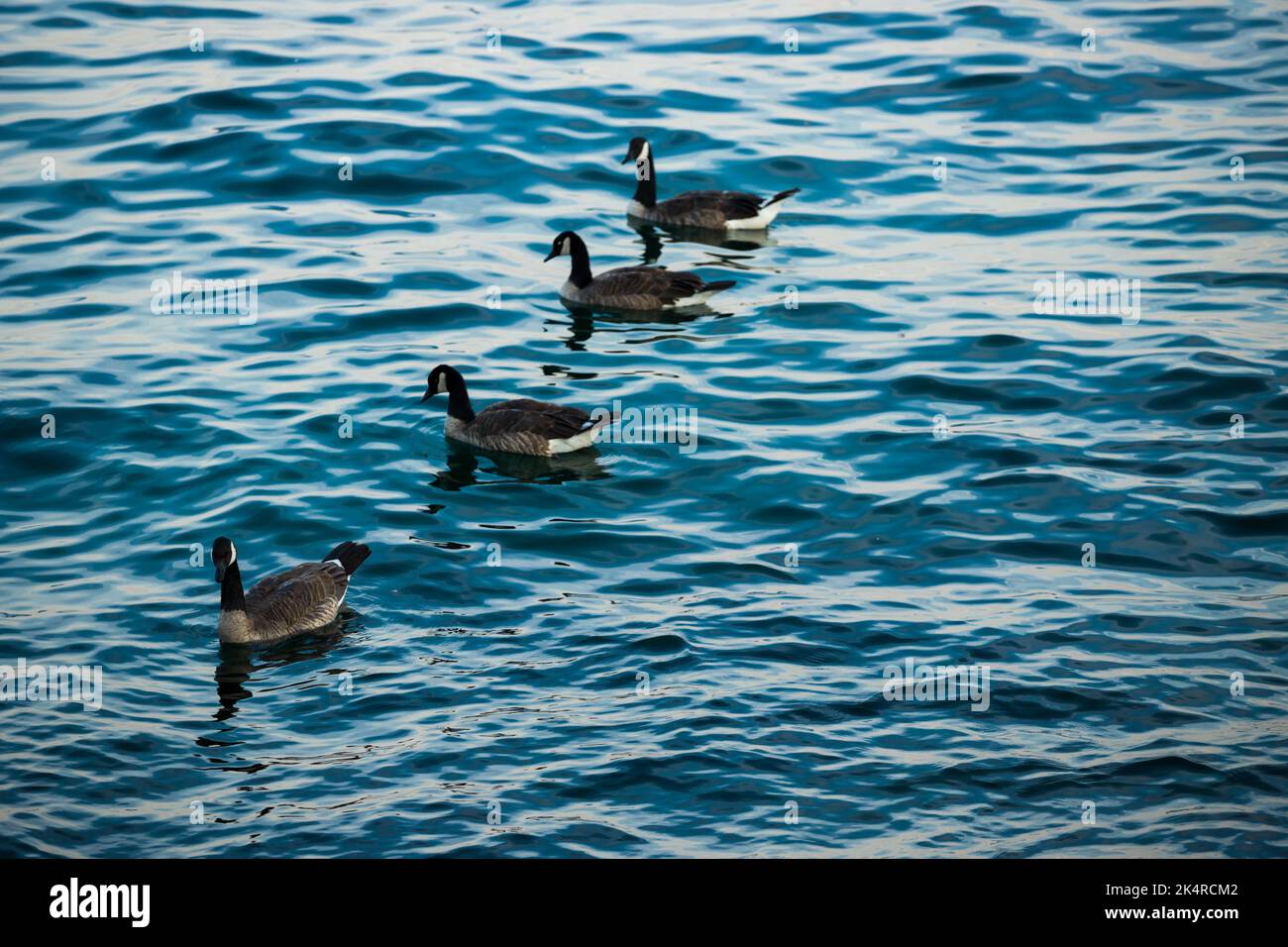 Gänse schwimmen auf blauem Wasser. Wildtiere - Kanadagans. Eine andere Zahl ist gut für die Zählung, Mathematik Stockfoto