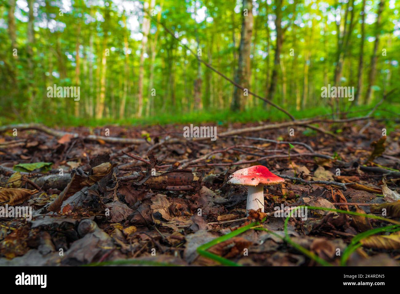 Psathyrella Pilze im Wald Stockfoto