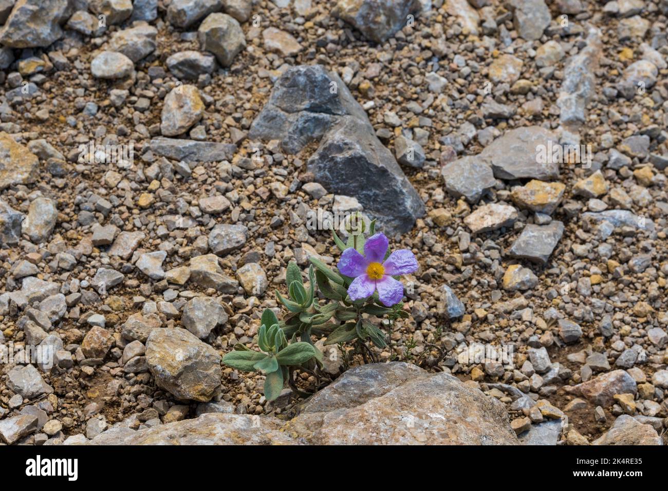 Blume Graublättrige Zistrose - Cistus albidus. Ein kleiner immergrüner mediterraner Strauch mit fünfblättrigen Blüten Stockfoto