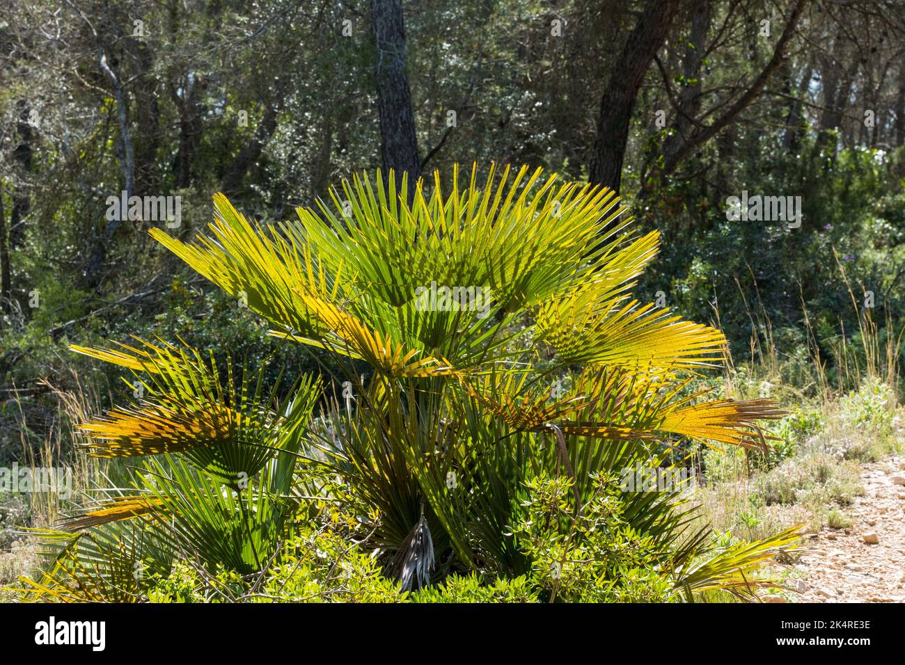 Grüne Palme, selektiver Fokus, Waldhintergrund Stockfoto