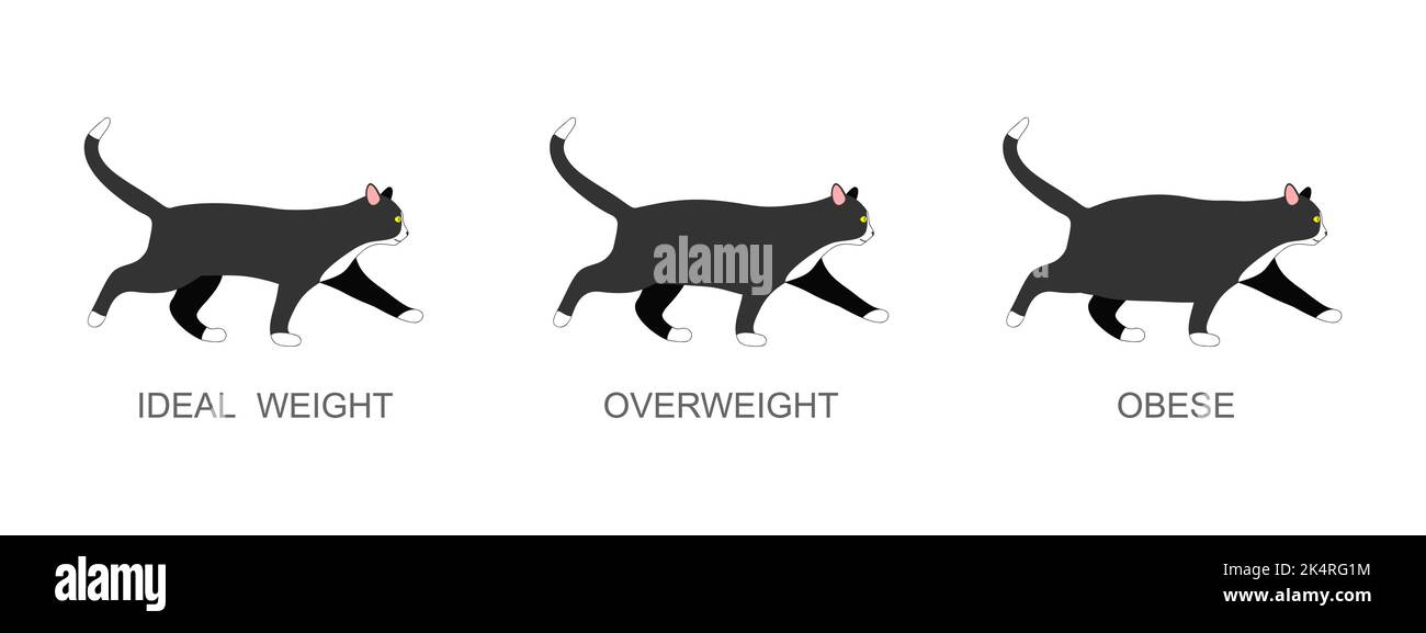 Katze mit Idealgewicht, übergewichtig und fettleibig. Kätzchen mit normalem und fettem Körperzustand. Infografik zum Fettleibigkeitsprozess von Haustieren. Vektorgrafik flach Stock Vektor