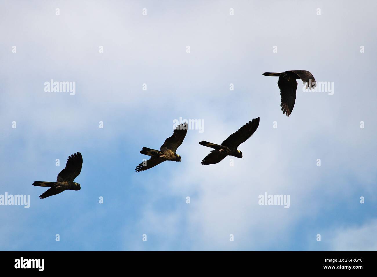 Gelbschwanzige Schwarze Kakadus (Calyptorhynchus funereus) im Flug. Einheimische australische Vögel. Stockfoto