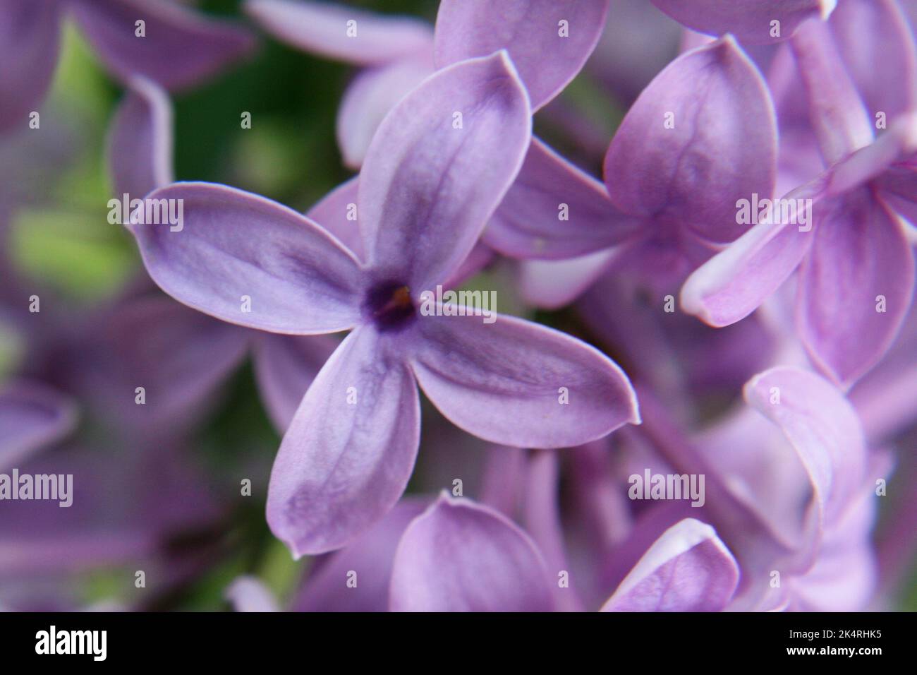 Persischer Flieder (Syringa persica) Flieder blüht aus nächster Nähe Stockfoto