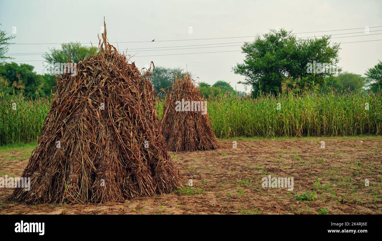 Stroh aus der Perlenhirse. Nach der Ernte werden die Bauern ihn als Tierfutter, Kompost für den Pilzanbau, verwenden. Stockfoto