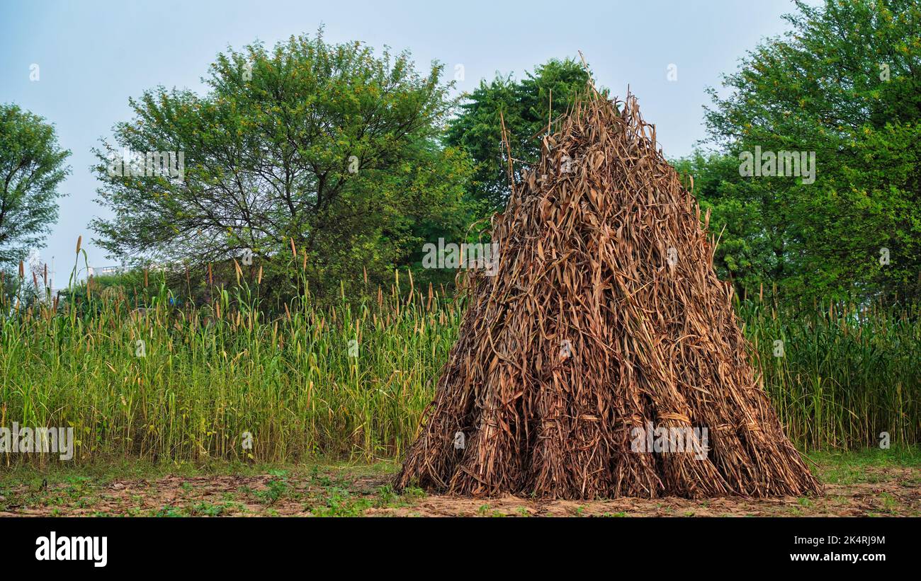 Auf einem landwirtschaftlichen Betrieb isolierter Heuhaufen, Symbol der Erntezeit, mit getrocknetem Pennisetum glaucum-Stroh als Berg getrockneter Bajra-hays Stockfoto