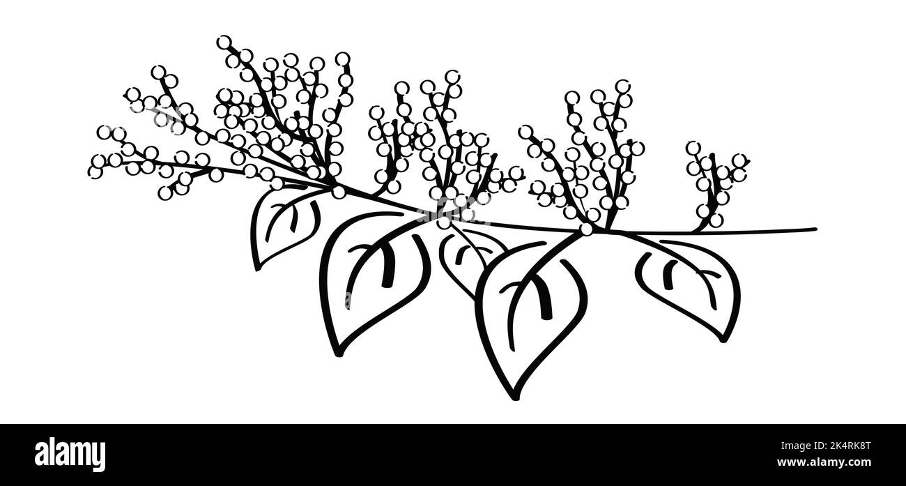 Fallopia japonica oder Polygonaceae, asiatische oder japanische Knokenkraut. Logo oder Piktogramm von Heilpflanzen Cartoon-Vektor-Symbol oder Symbol. Pflanze mit Blättern und Stockfoto