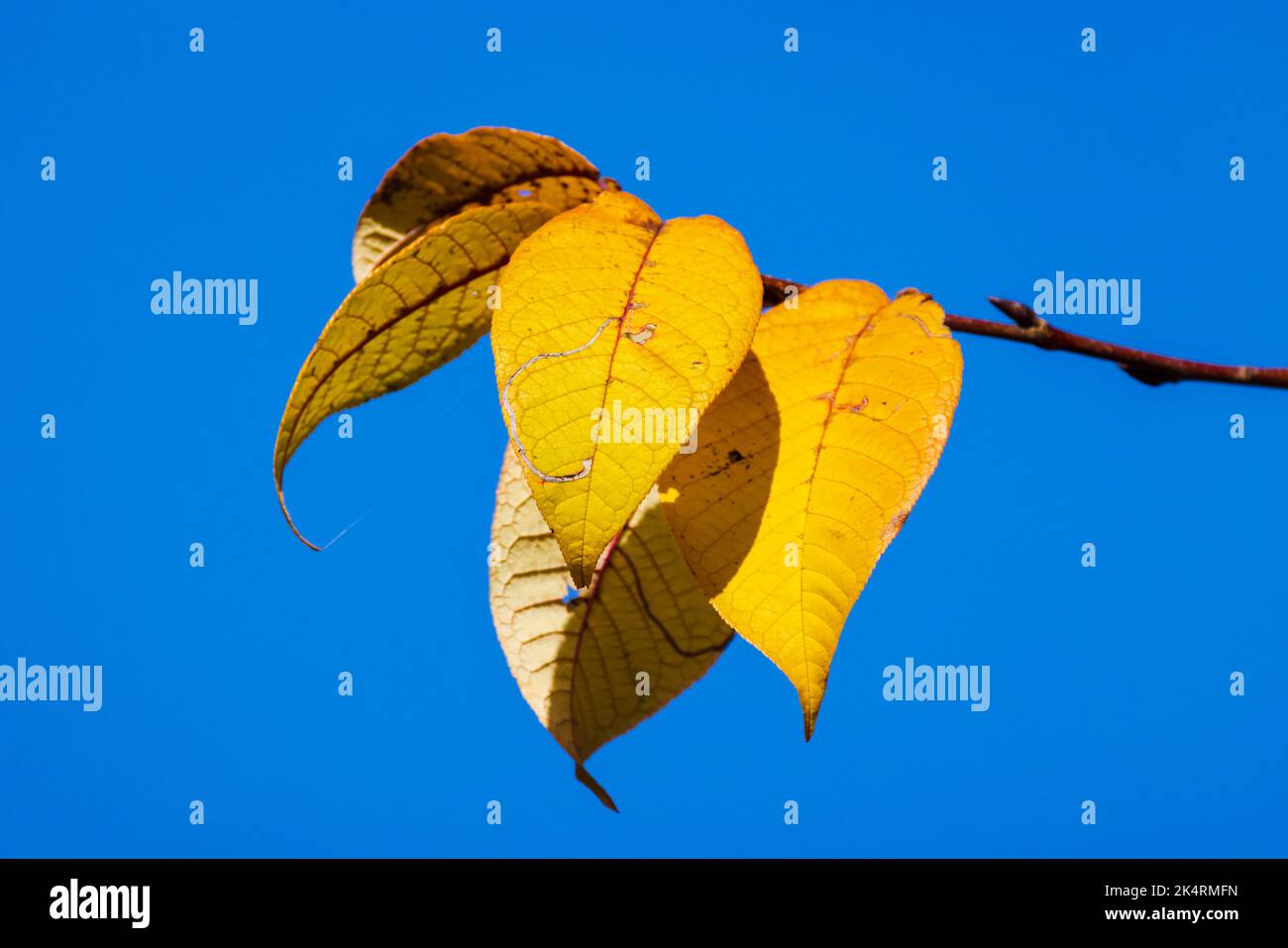 Gelbe Herbstblätter sind über hellblauem Himmel Hintergrund, Makrofoto Stockfoto Gelbe Herbstblätter sind über hellblauem Himmel Hintergrund, Makrofoto Stockfoto
