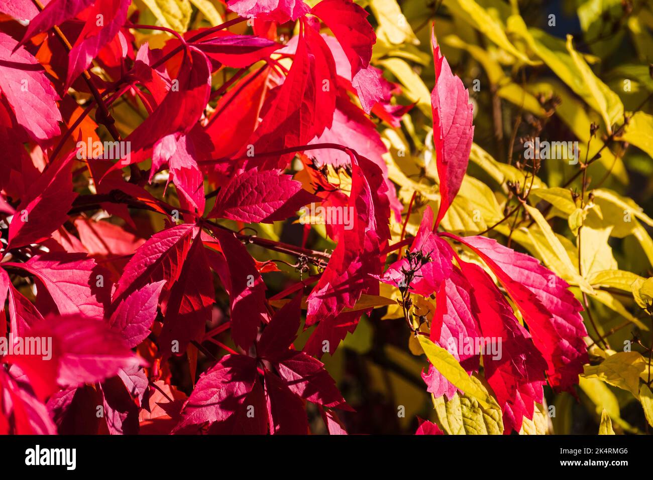 Heller farbenfroher Herbsthintergrund mit roten und gelben Blättern von Parthenocissus quinquefolia, einer dekorativen Kletterpflanze der Traubenfamilie Stockfoto