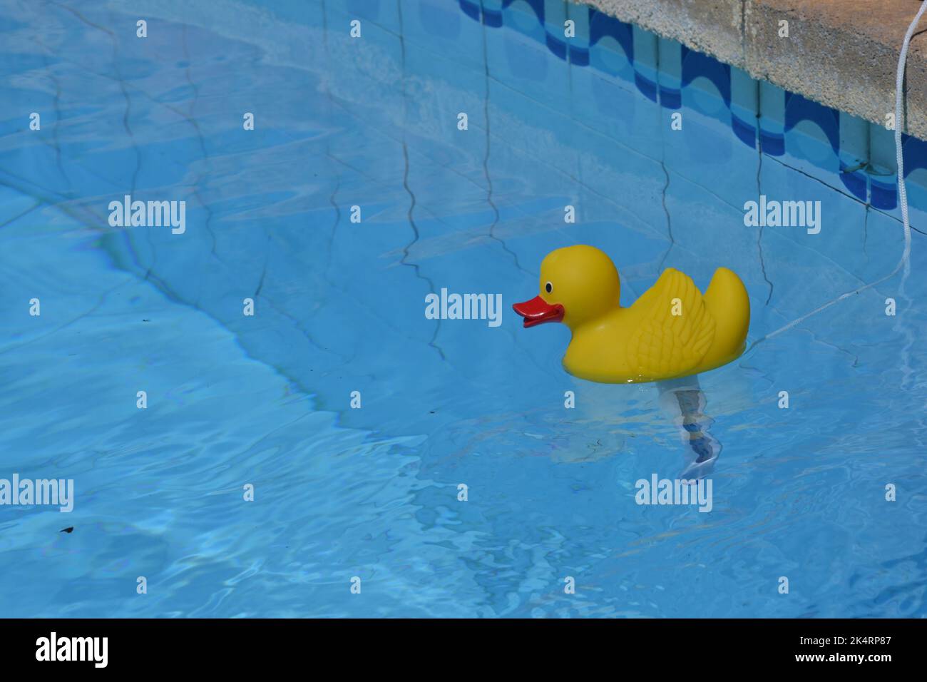Gummiente im Pool quitscheente Stockfoto