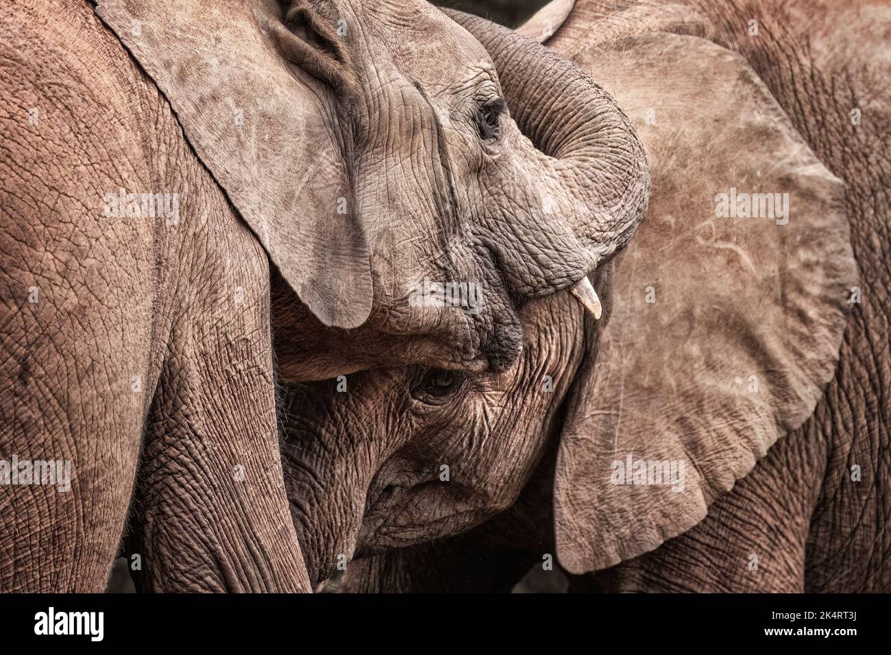 Junge verwaiste Elefanten (Loxodonta africana) interagieren und zeigen Zuneigung, Nairobi National Park, Kenia. Nahaufnahme. Stockfoto