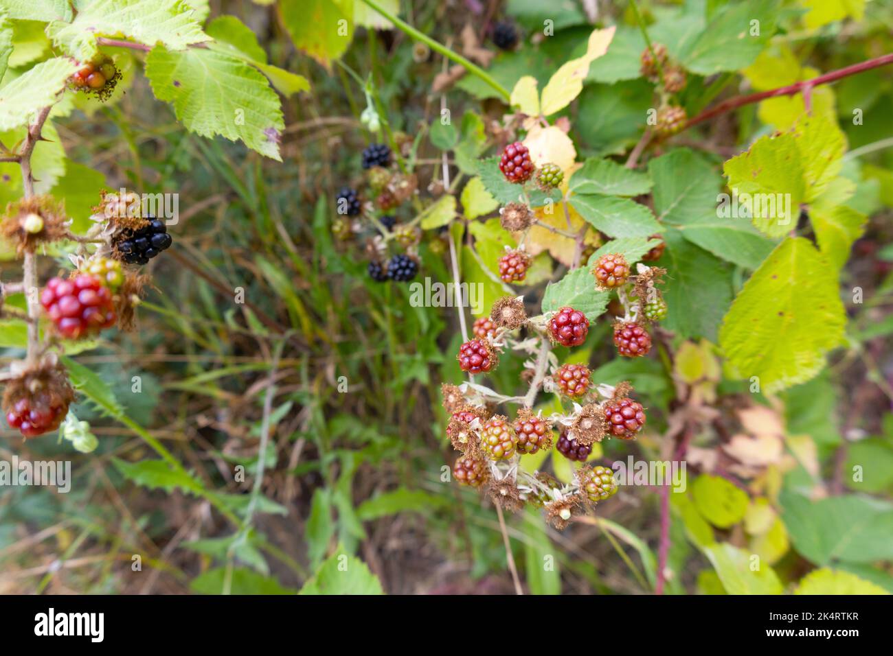 Nahaufnahme von reifen und unreifen Brombeeren. Wilde Beeren auf einem Strauch. Schwarze, grüne und rote Brombeeren auf einem Busch. Stockfoto