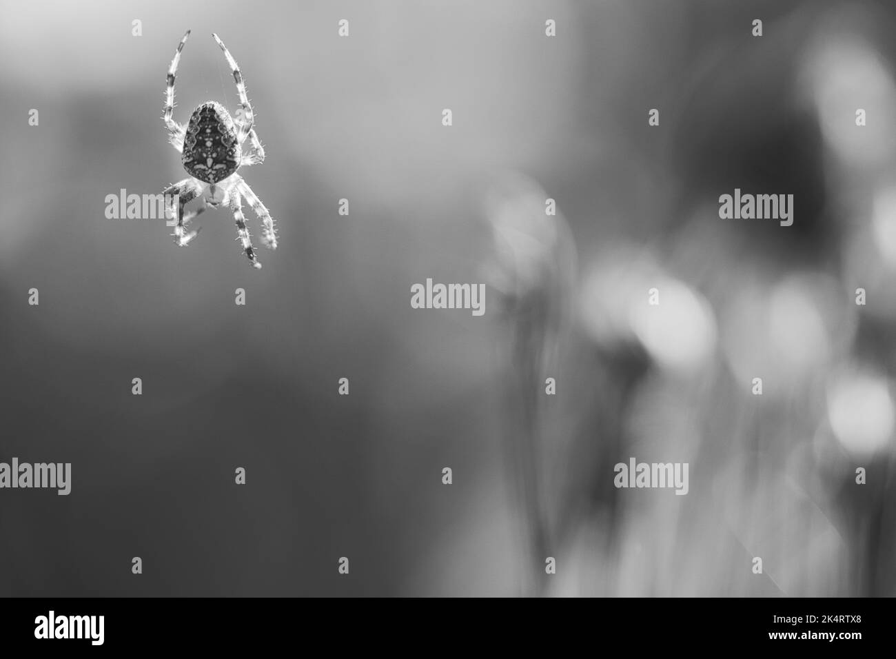 Kreuzspinne in schwarz-weiß geschossen, kriechend auf einem Spinnfaden. Unscharfer Hintergrund. Ein nützlicher Jäger unter Insekten. Arachnid. Tierfoto aus dem Stockfoto