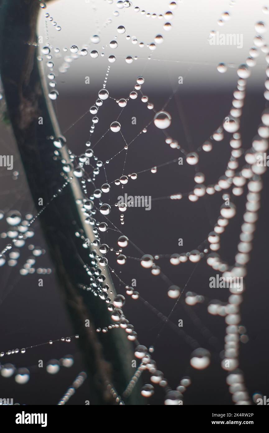 Nahaufnahme eines Spinnennetzes mit Wassertropfen auf einem Hintergrund mit weichem Fokus Stockfoto