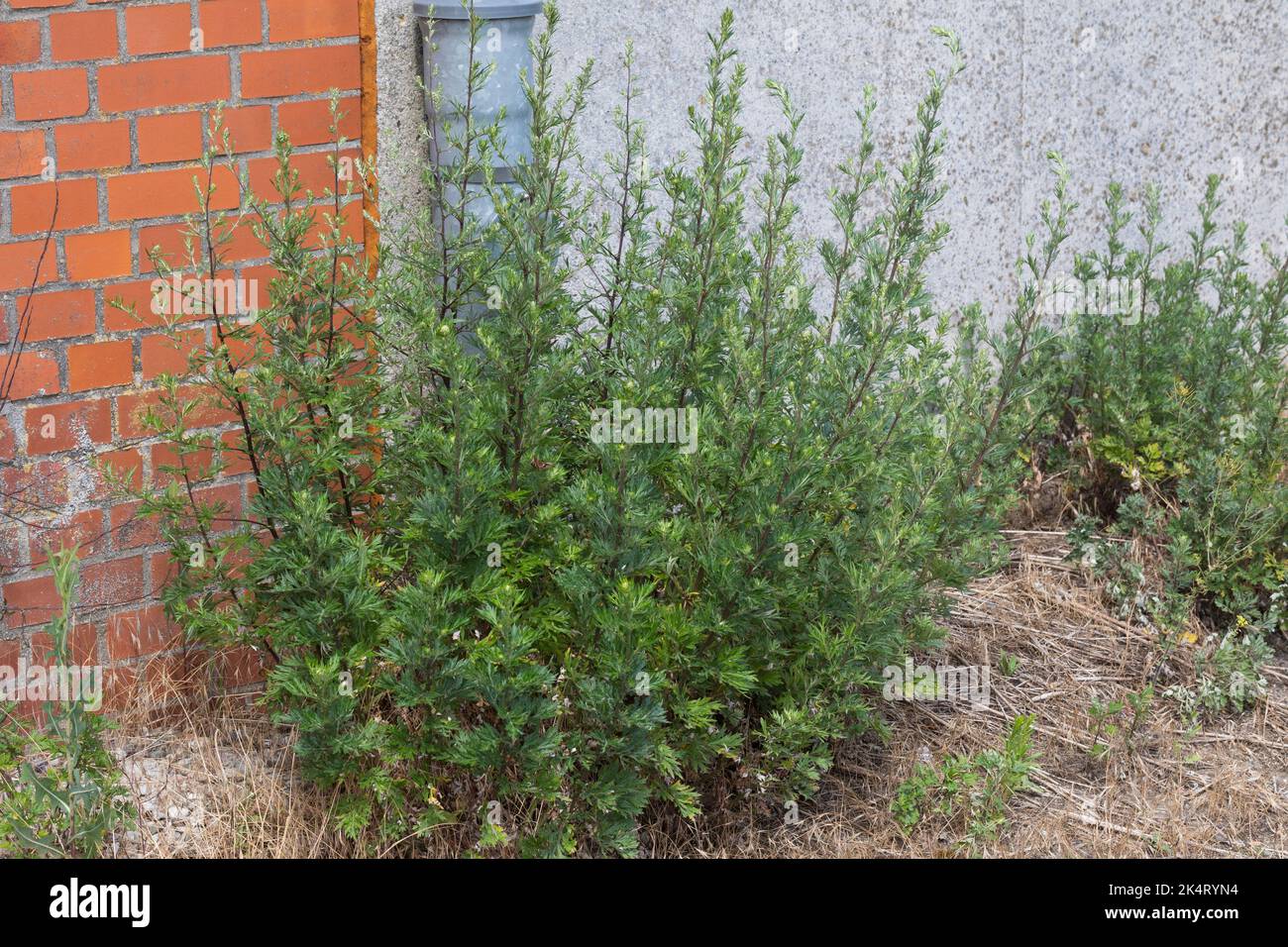 Beifuß, gewöhnlicher Beifuß, Beifuß, Artemisia vulgaris, Beifuß, Gemeine Wermut, wilder Wermut, Wermut. L’Armoise commune, L’Armoise citronnelle Stockfoto