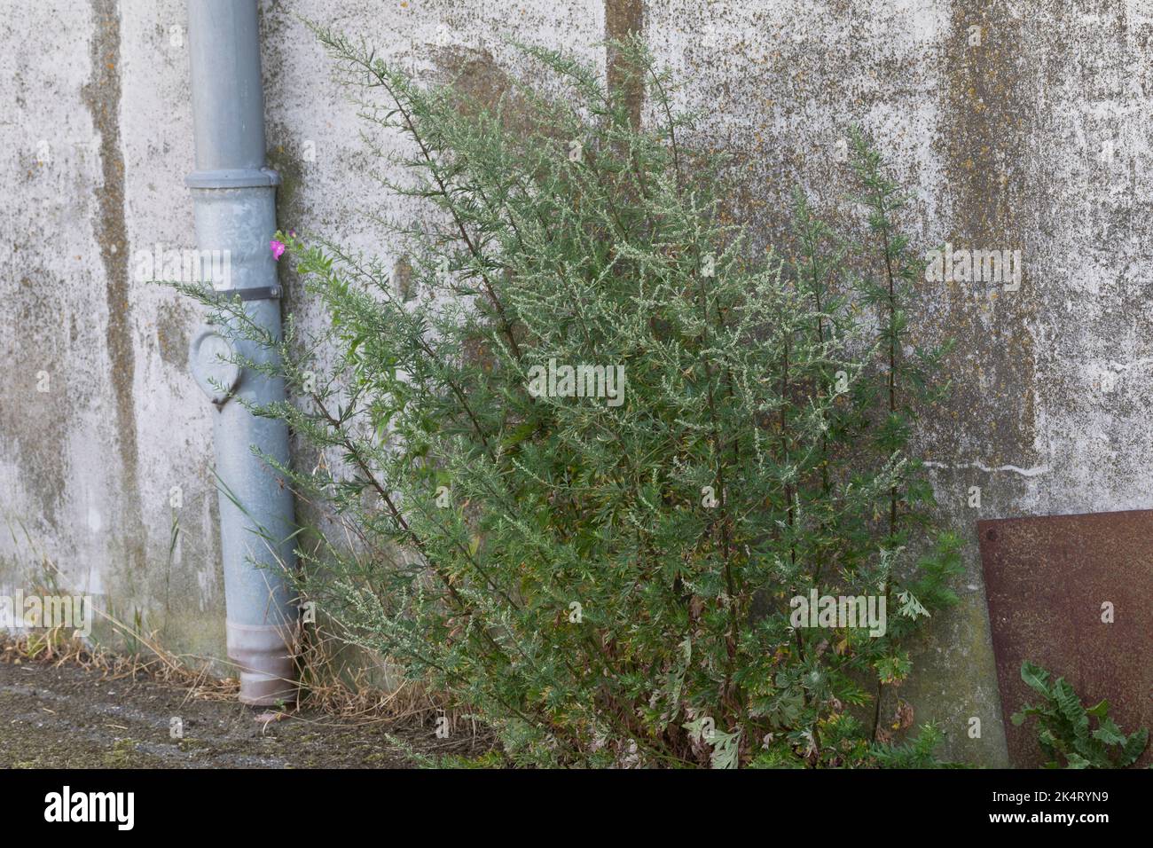 Beifuß, gewöhnlicher Beifuß, Beifuß, Artemisia vulgaris, Beifuß, Gemeine Wermut, wilder Wermut, Wermut. L’Armoise commune, L’Armoise citronnelle Stockfoto