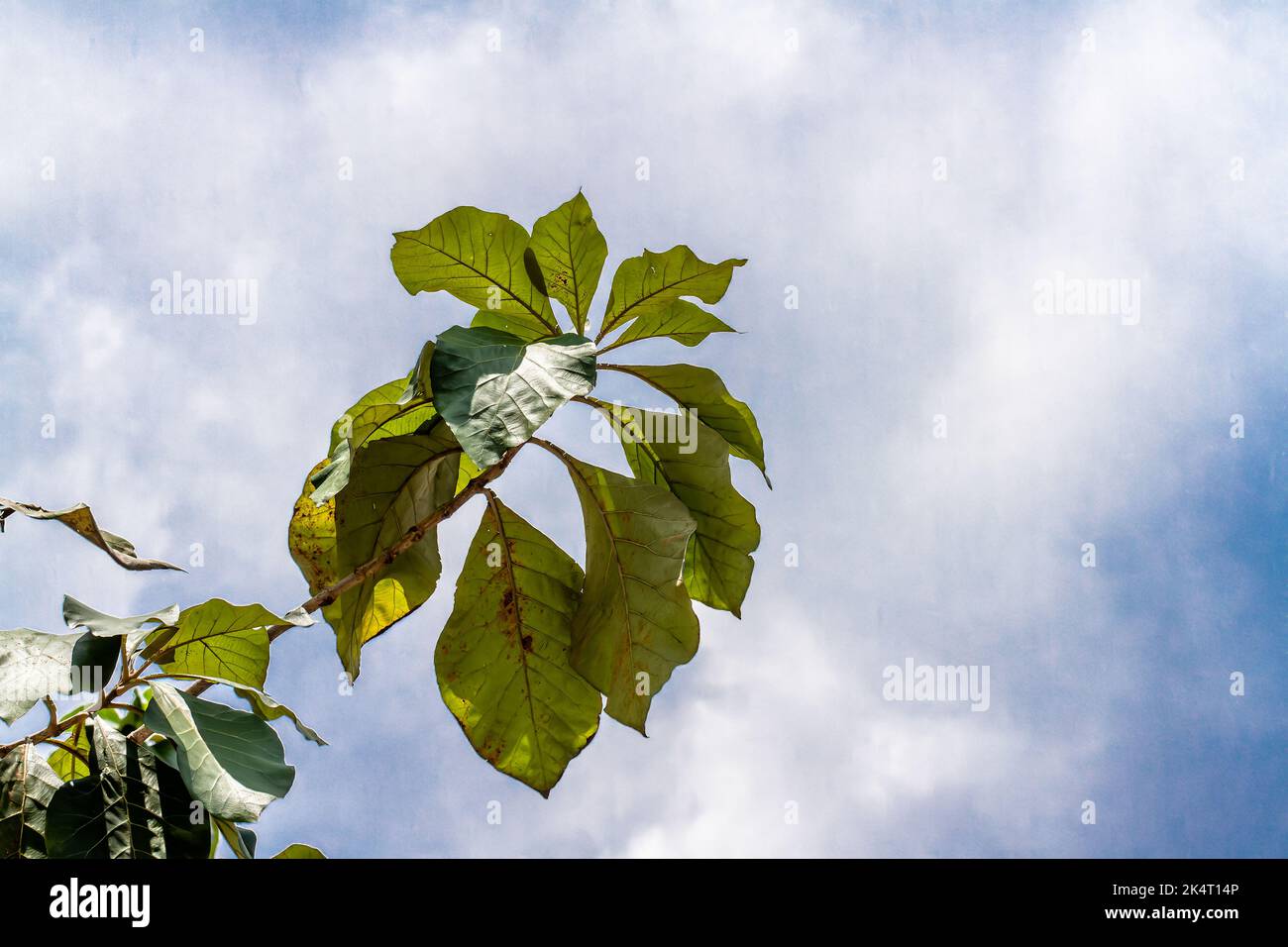 Ein Zweig eines Teakbaums, dessen Blätter oval und grün sind, isoliert auf einem hellen weißen Himmel Hintergrund Stockfoto