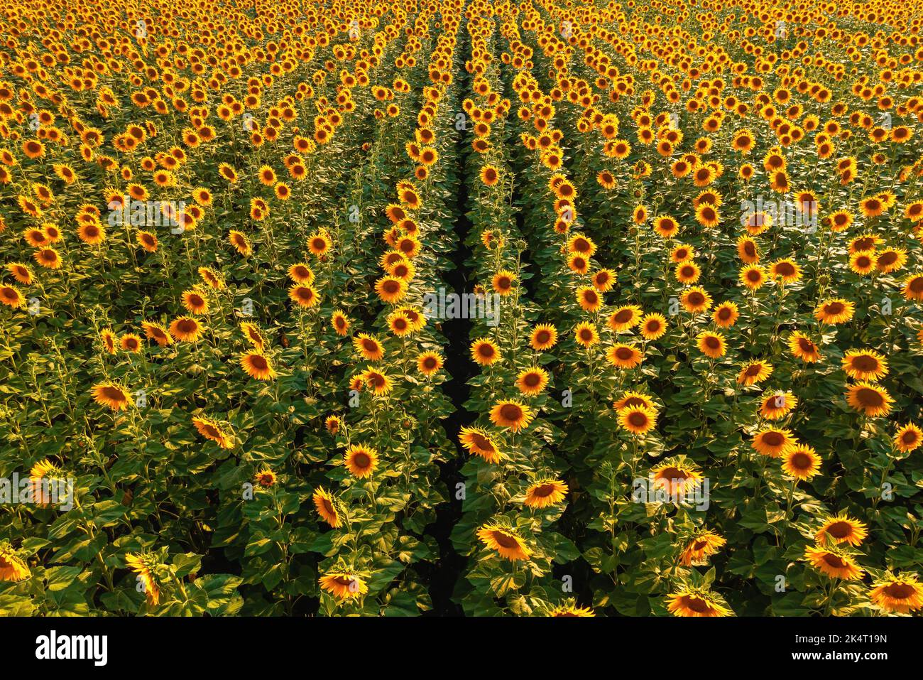 Luftaufnahme des blühenden Sonnenblumenfeldes im Sommer bei Sonnenuntergang von Drohne pov, Hochwinkel-Ansicht Stockfoto