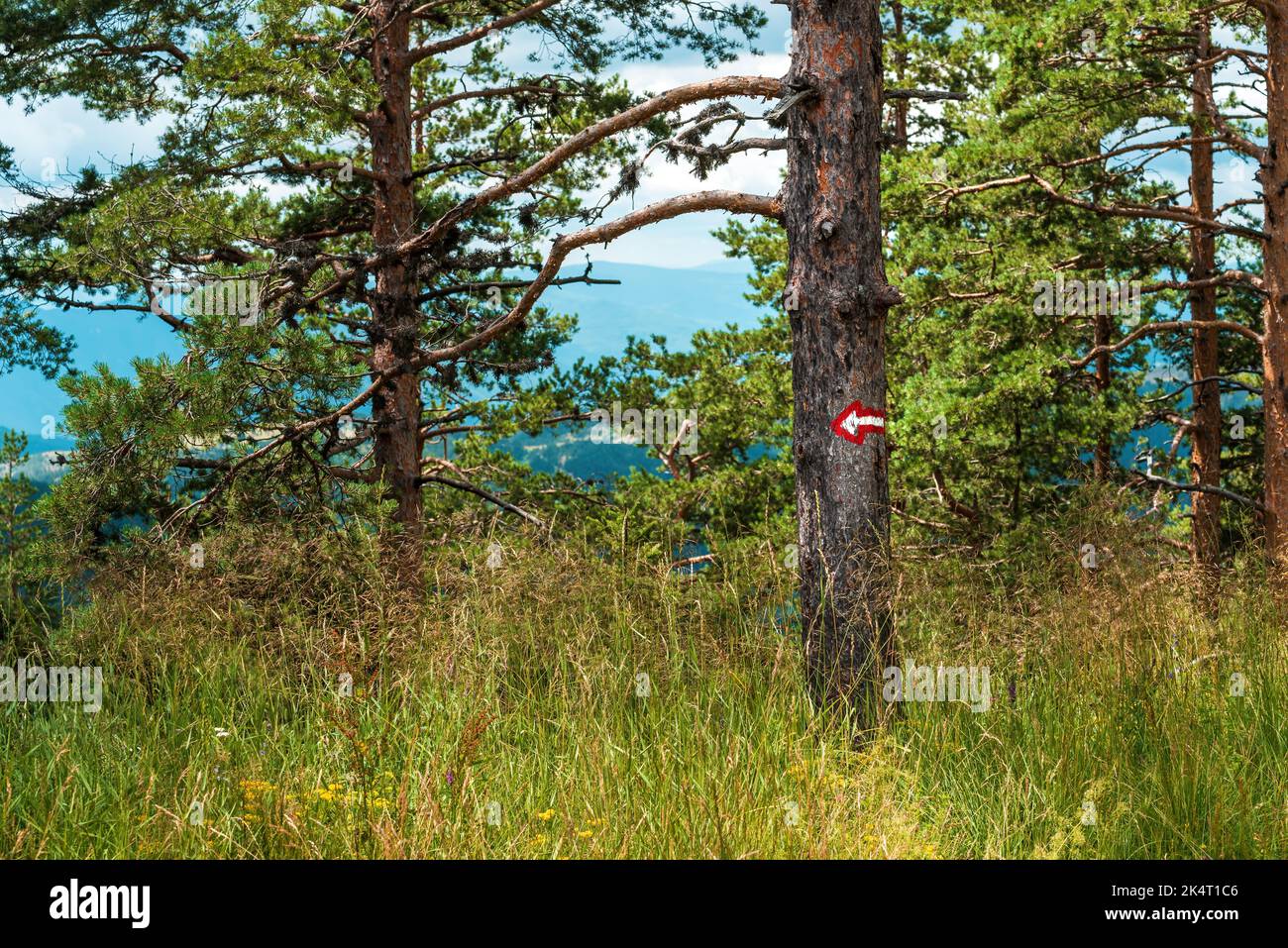 Richtungspfeil zur Führung und Navigation durch den Wald auf Kiefernstamm, selektiver Fokus Stockfoto