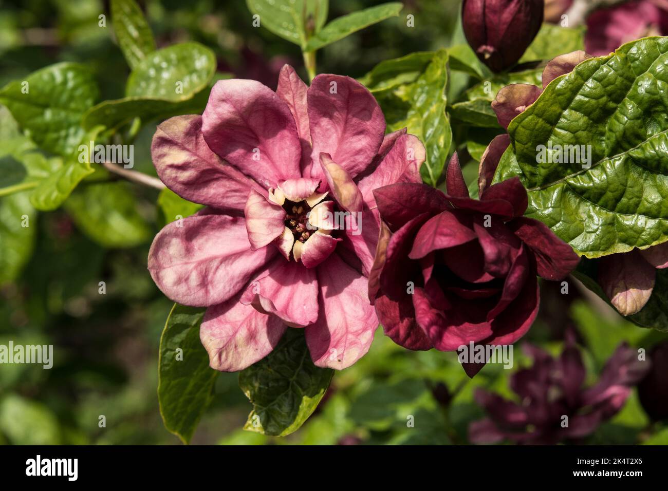 Calycanthus x raulstonii 'Hartlage Wine' (Sinocalycalycanthus x raulstonii 'Hartlage Wine') Stockfoto