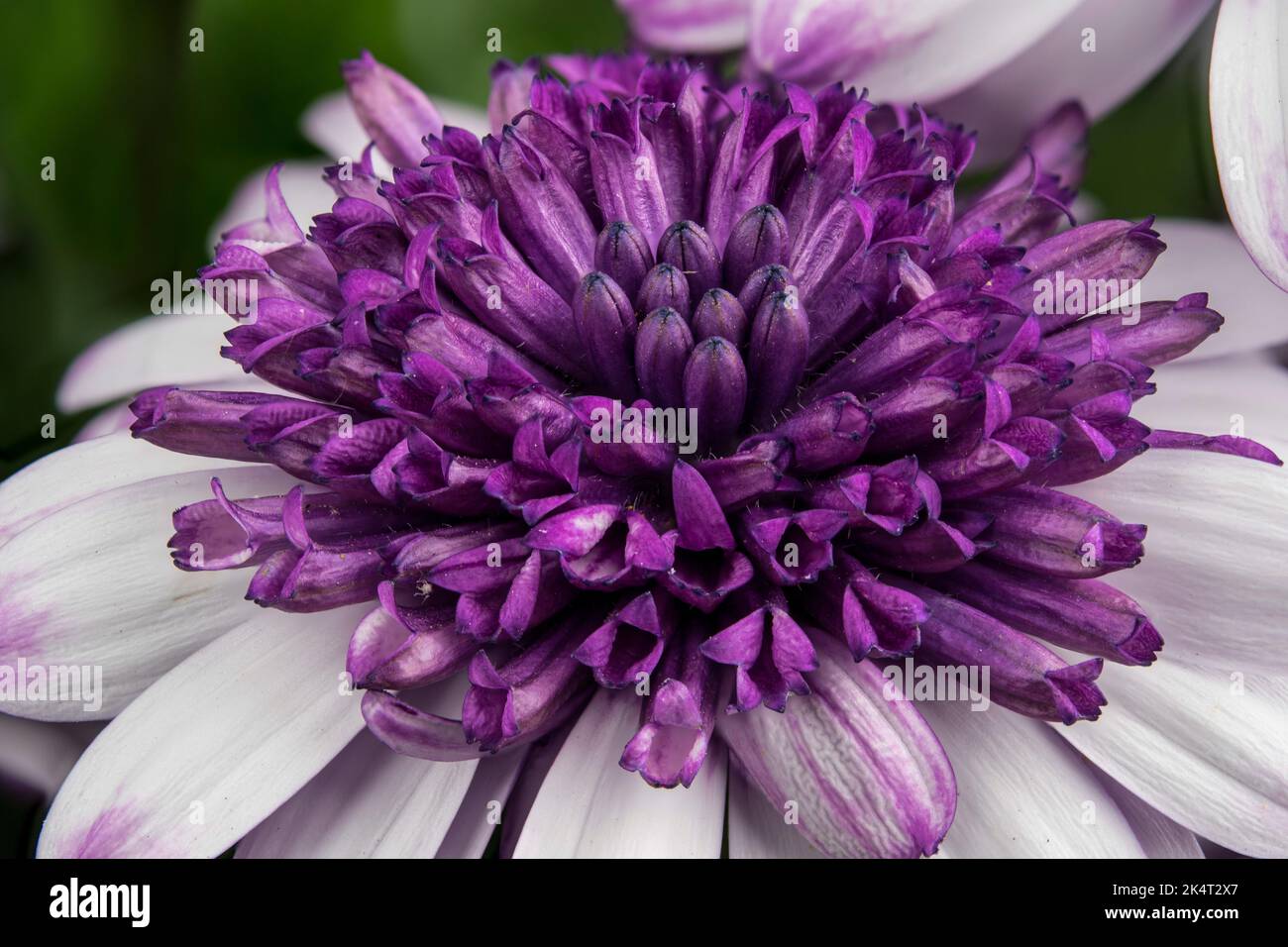 Osteospermum ecklonis Erato® Doppelrose Stockfoto