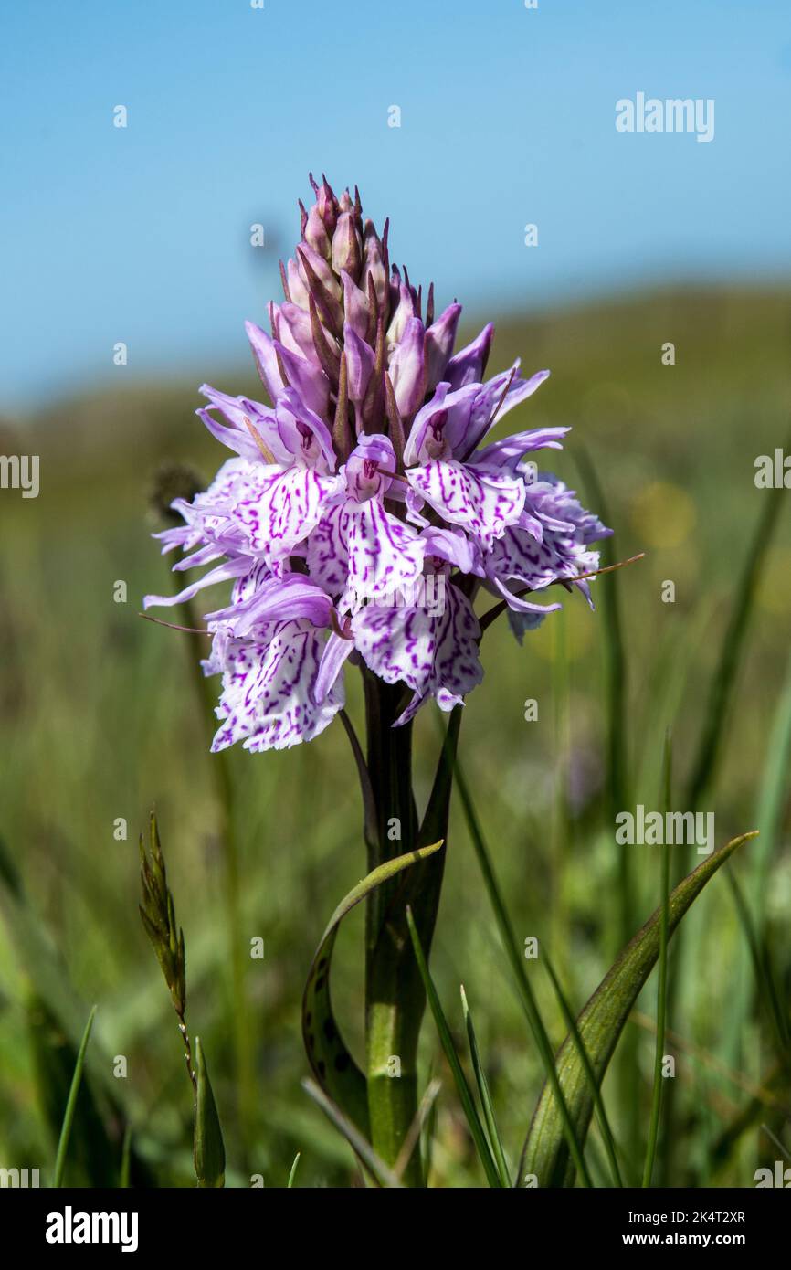 Dactylorhiza maculata oder Heidelbeer-Orchidee Stockfoto