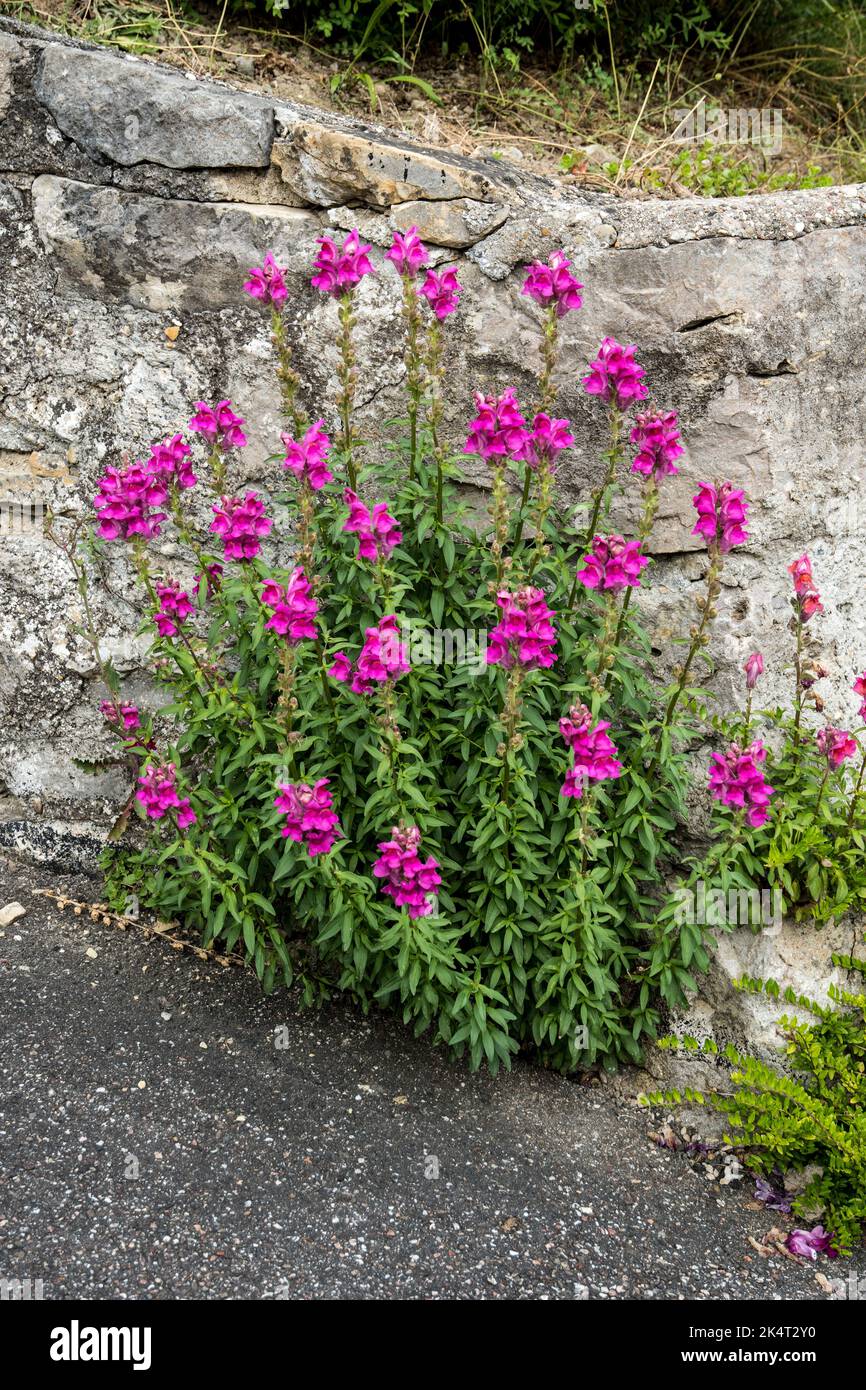 Antirrhinum majus oder snapdragon Stockfoto