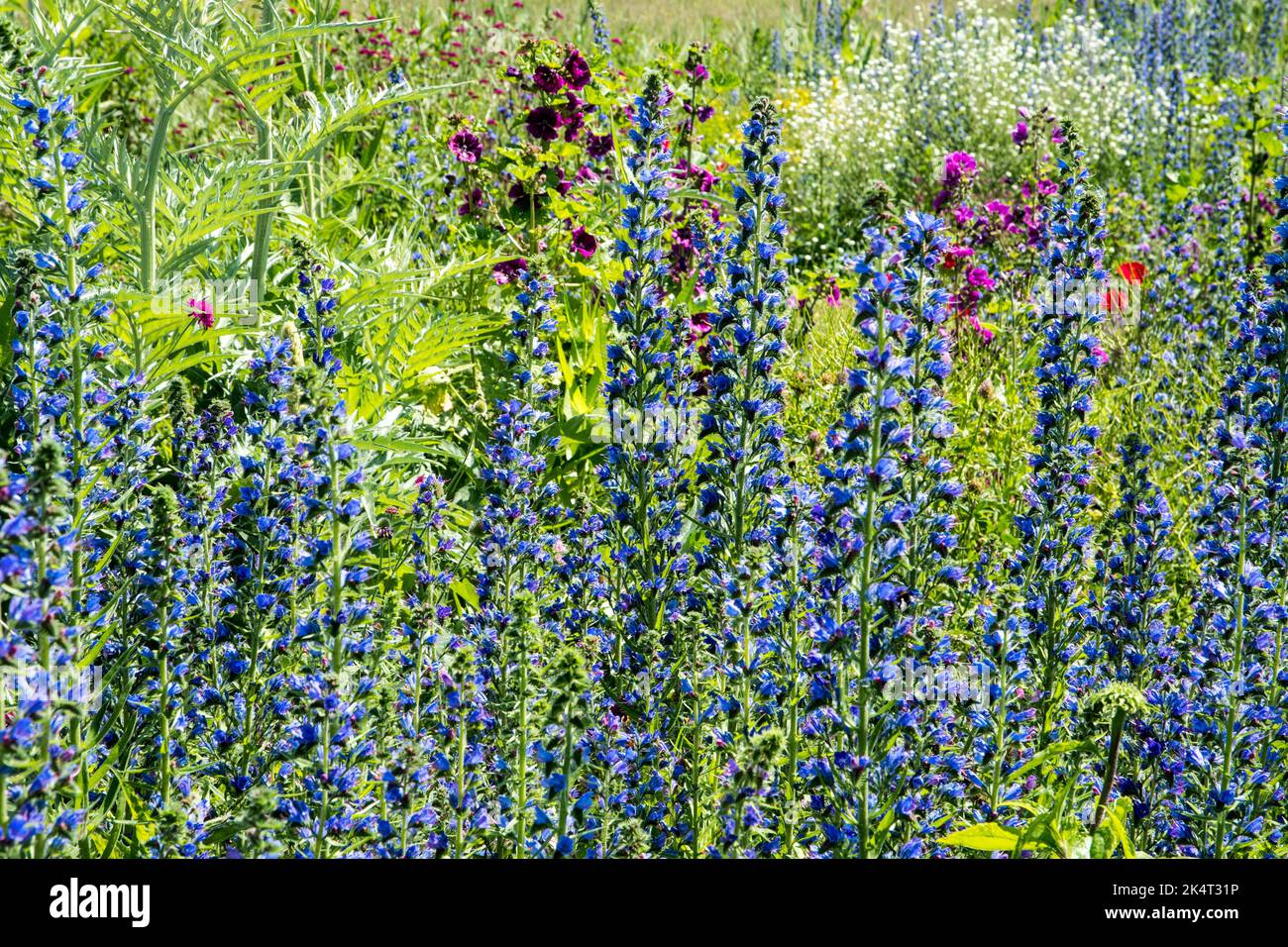 Pflanzenkombination aus Echium plantagineum und Malva sylvestris Stockfoto