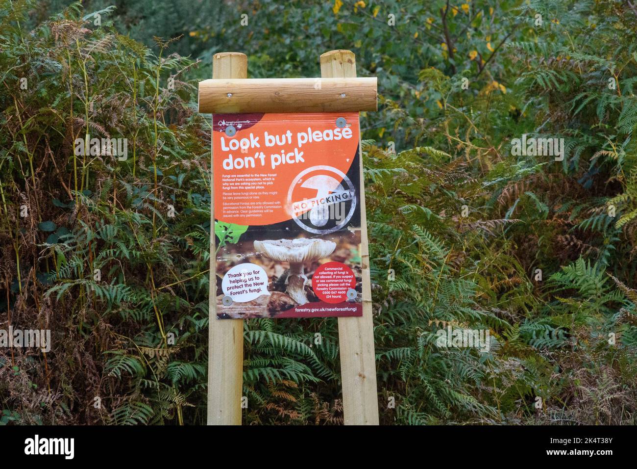 Melden Sie sich im New Forest, Hampshire, England, Großbritannien an, und warnen Sie davor, Pilze zu pflücken und Schäden am Ökosystem zu verursachen. Stockfoto