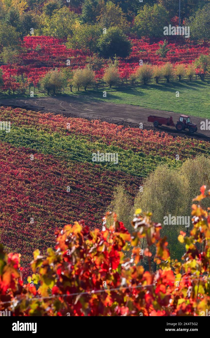 Herbstlandschaft in Castelvetro di Modena, Emilia Romagna, Italia Stockfoto