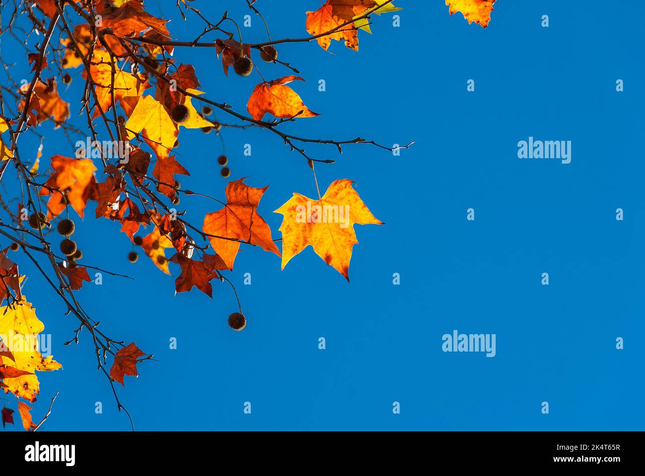 Herbstlicher und belaubter Hintergrund. Hintergrundbeleuchtete, braune, orangefarbene, gelbe und rote Blätter mit blauem Himmel und Kopierraum Stockfoto Herbstlicher und belaubter Hintergrund. Hintergrundbeleuchtete, braune, orangefarbene, gelbe und rote Blätter mit blauem Himmel und Kopierraum Stockfoto