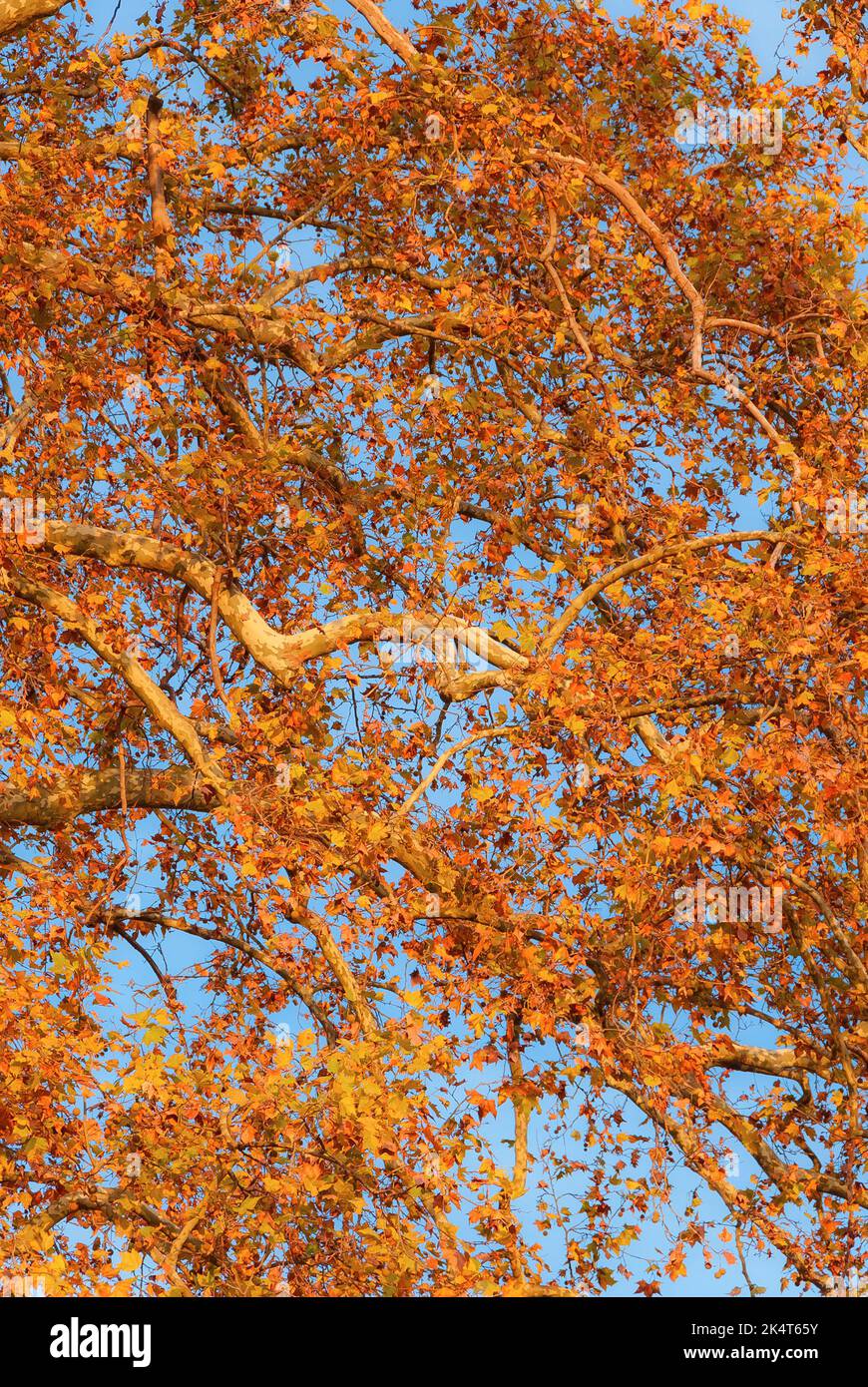Herbstlicher und belaubter Hintergrund. Der Herbst kommt, die Platanenblätter werden von grün zu gelb und braun Stockfoto