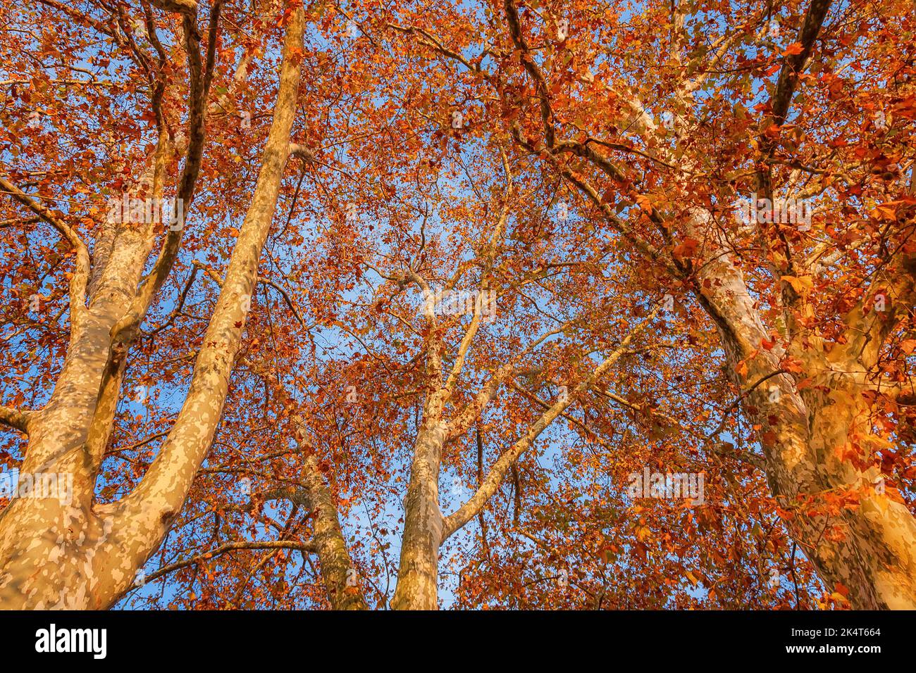 Herbstlicher und belaubter Hintergrund. Der Herbst kommt und die Blätter der Platanen werden bei Sonnenuntergang von braun zu rot Stockfoto