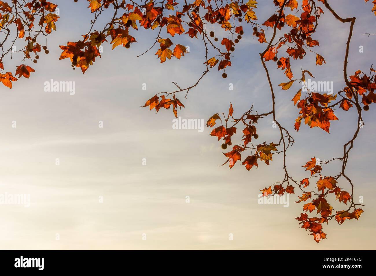 Herbstlicher und belaubter Hintergrund. Platanen-braune, orange, gelbe und rote Blätter, die von Sonnenuntergang beleuchtet werden (mit Kopierfläche) Stockfoto Herbstlicher und belaubter Hintergrund. Platanen-braune, orange, gelbe und rote Blätter, die von Sonnenuntergang beleuchtet werden (mit Kopierfläche) Stockfoto