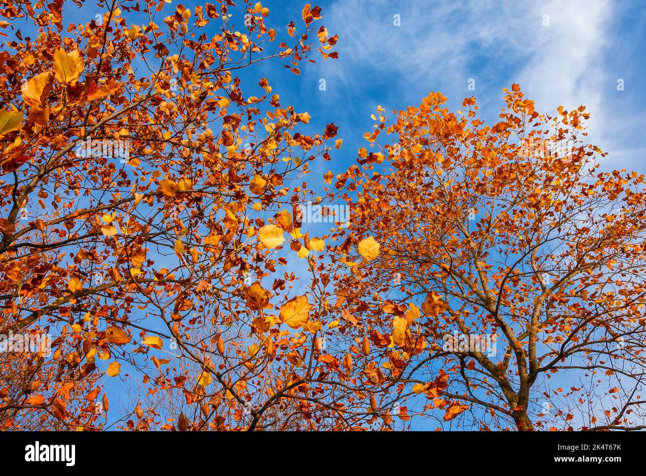 Herbstliche Laub- und Laubblätter von Liriodendron oder Tulpenbaum Stockfoto
