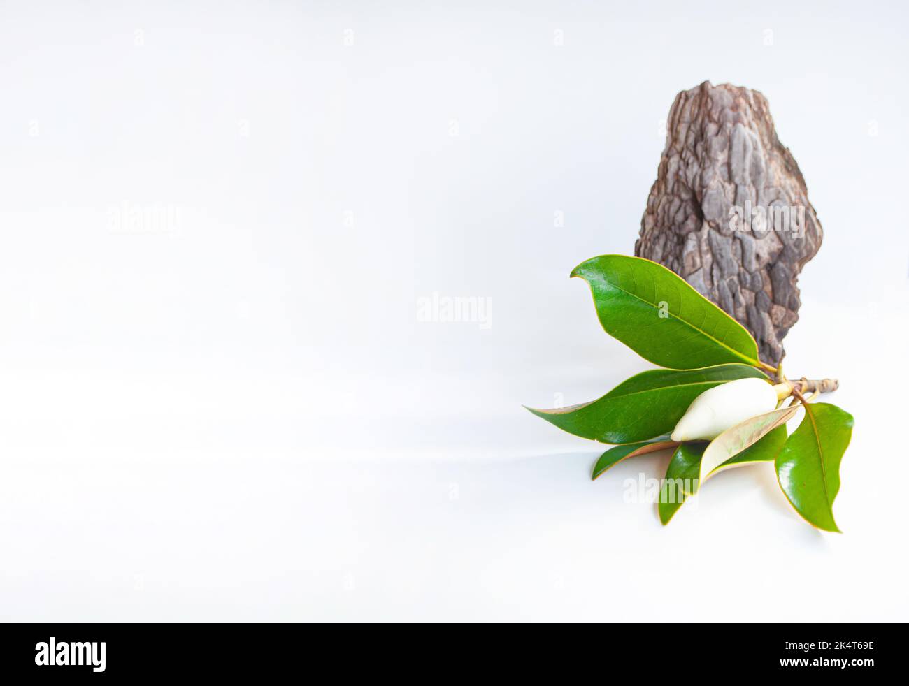 Abstrakte Naturszene mit Komposition aus trockener Baumrinde und Magnolienblüte. Neutraler Hintergrund für das Branding kosmetischer, kosmetischer Produkte. Stockfoto