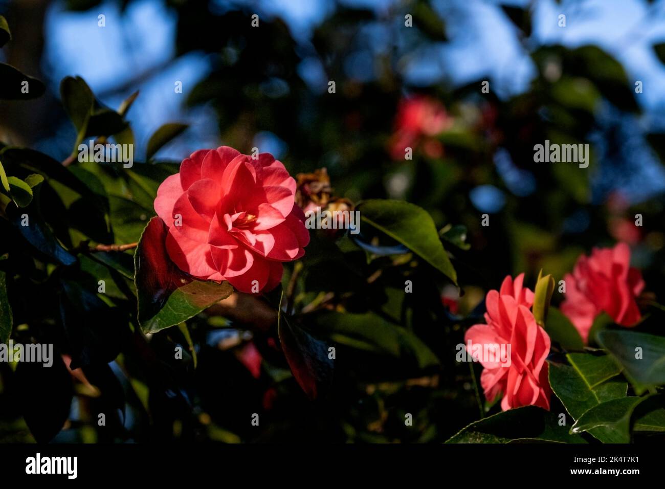 Camellia reticulata Mouchang blüht in einem Garten in Cornwall in Großbritannien. Stockfoto
