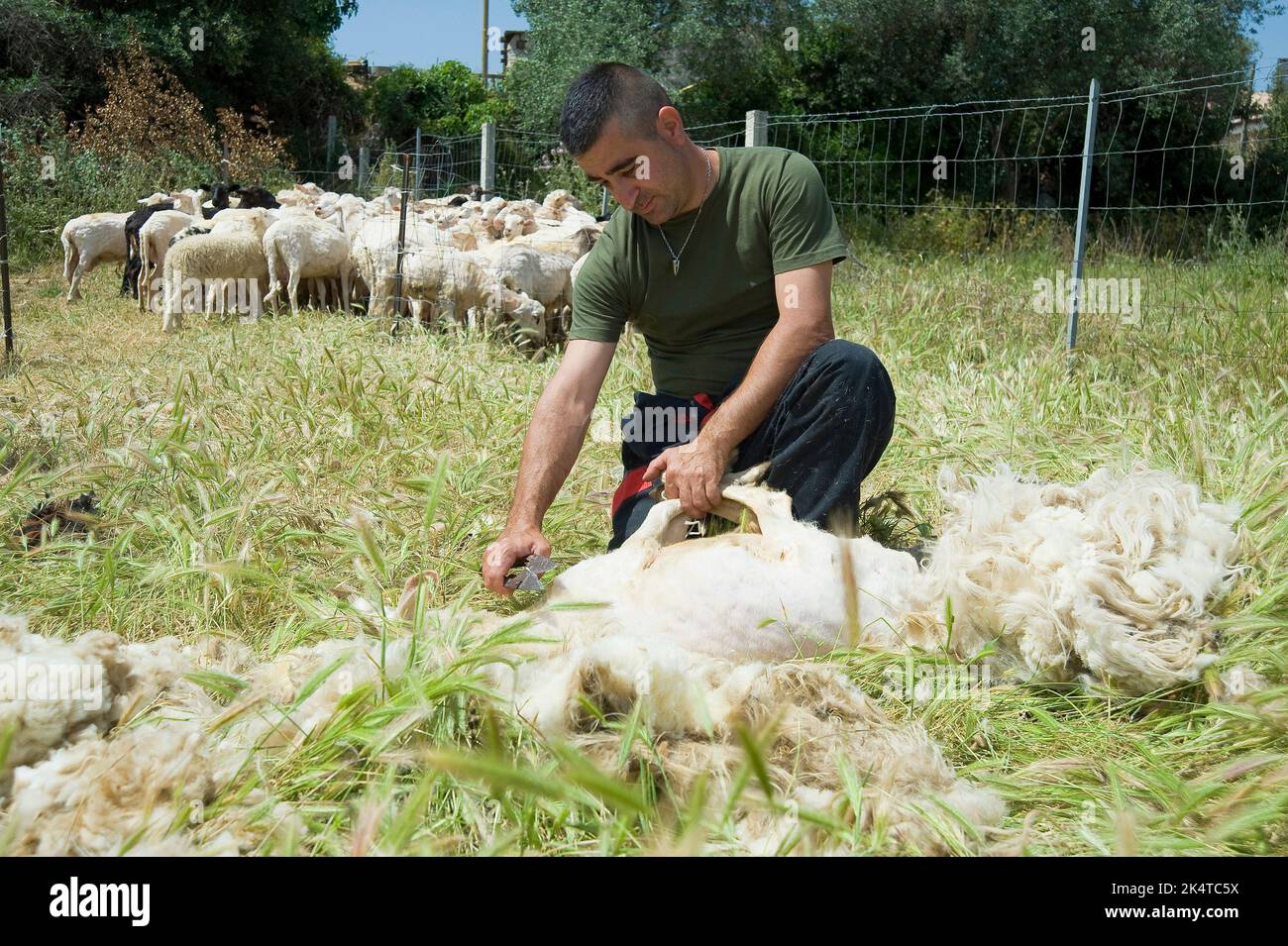 Sheep Shearing, Lotzorai und Santa Maria Navarrese, Ogliastra, Sardinien, Italien Stockfoto