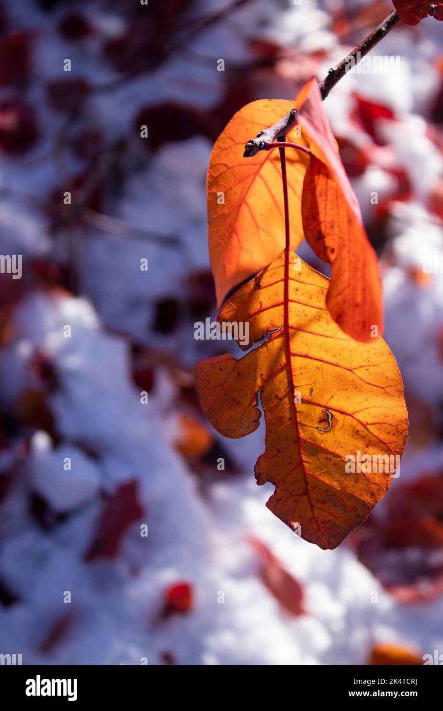 Orangenbaum Blätter im Herbst. Schnee im Hintergrund. Herbst Winter Mix Saison. Stockfoto