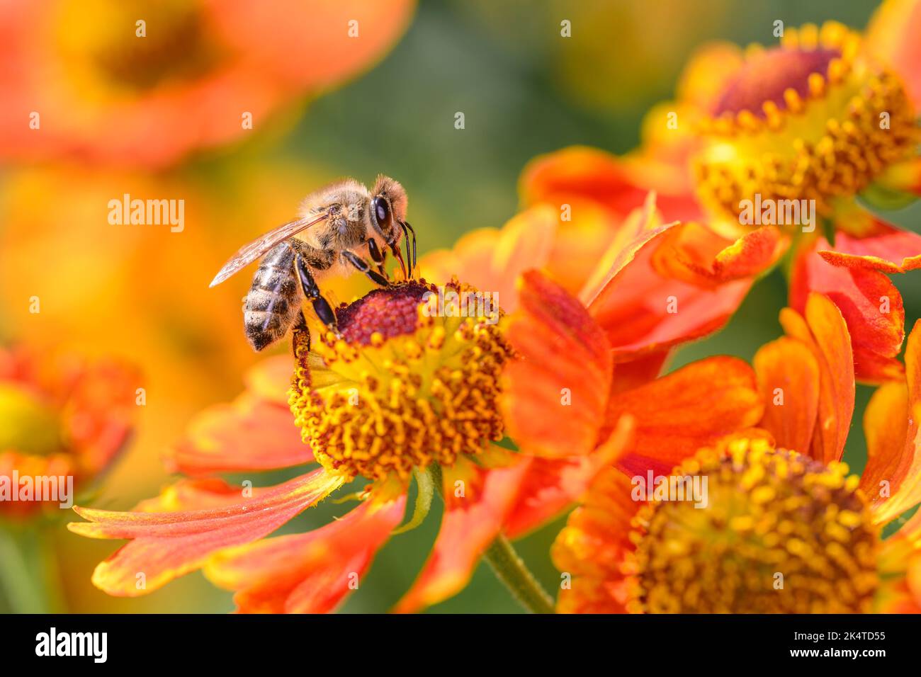 Biene - APIs Mellifera - Bestäubung Einer Blume der gemeinsamen Sonnenblume - Helenium Autumnale Stockfoto
