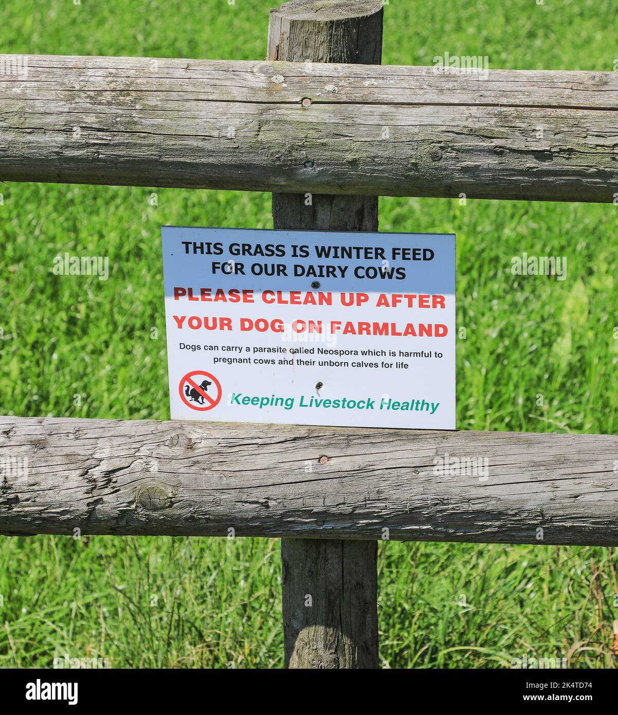 Ein Schild auf einem öffentlichen Fußweg durch ein Winterfutterfeld für Kühe mit der Aufschrift „Bitte säubern Sie nach Ihrem Hund“ aufgrund eines Parasiten namens Neospora, England Stockfoto