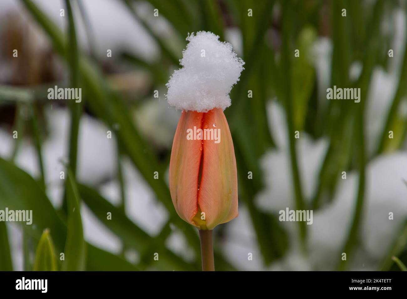 Schneebedeckte Tulpe im Frühling Stockfoto