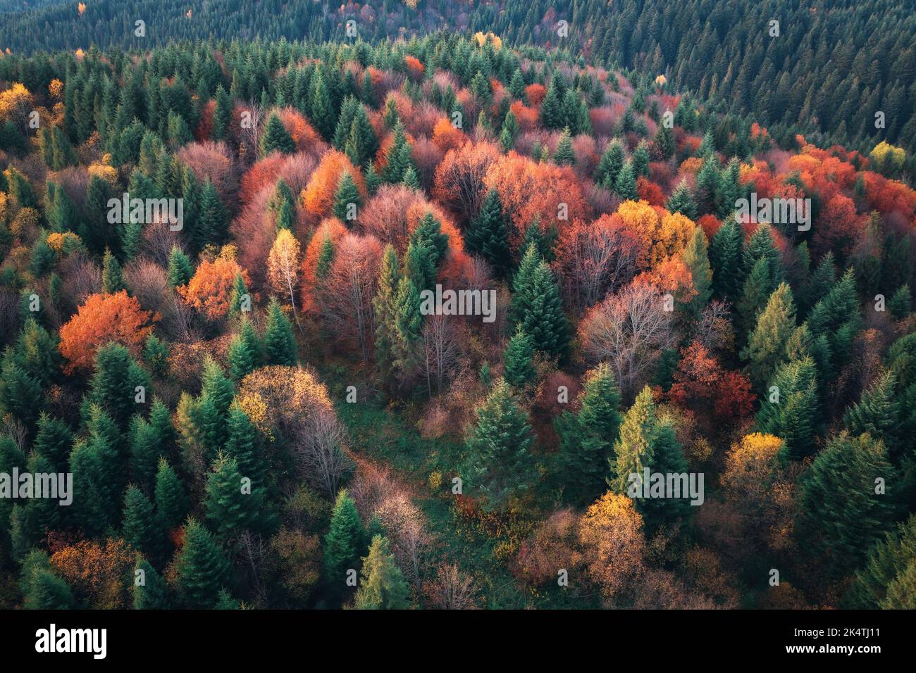 Luftaufnahme des schönen bunten Herbstwaldes. Draufsicht Stockfoto