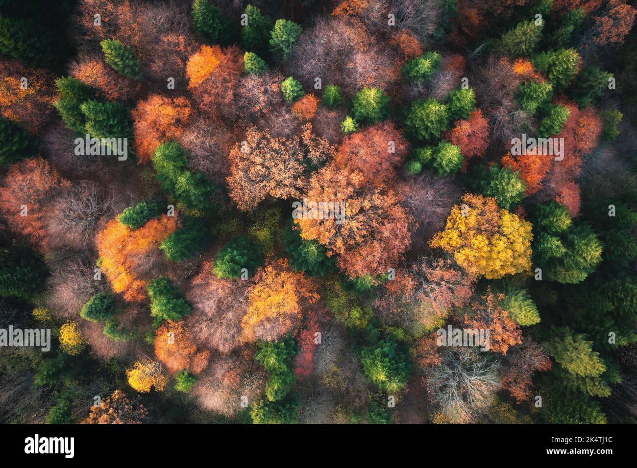 Luftaufnahme des schönen bunten Herbstwaldes. Draufsicht Stockfoto