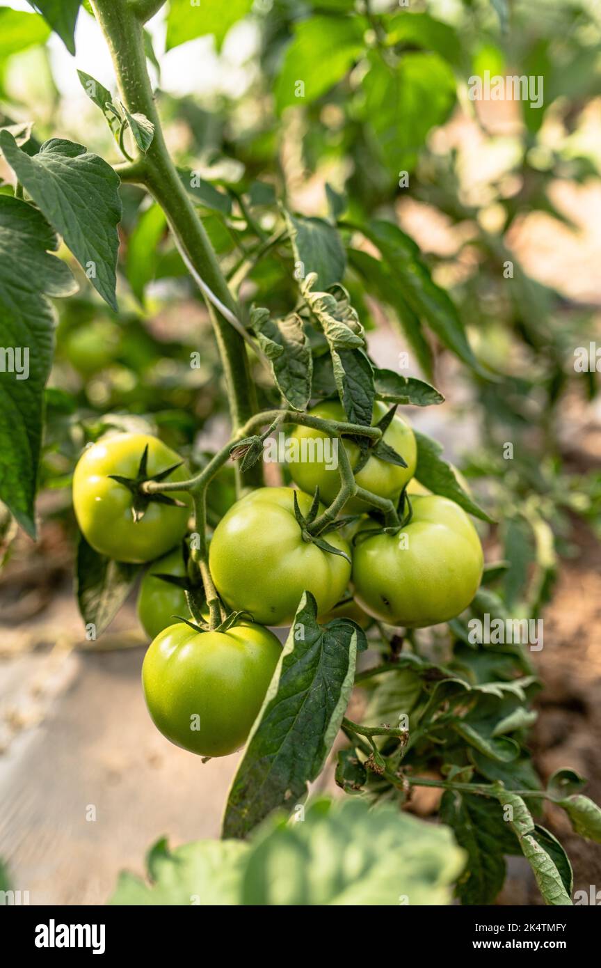 Grüne Tomate aus der Nähe entnommen Stockfoto