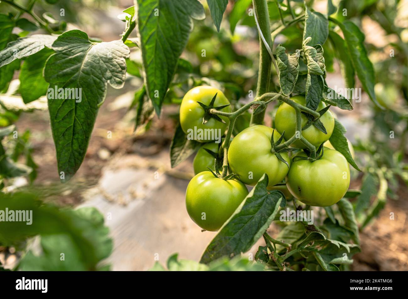 Tomatenpflanzen im Gewächshaus Grüne Tomatenplantage. Ökologischer Landbau, junge Tomatenclusterpflanzen wachsen im Gewächshaus. Stockfoto