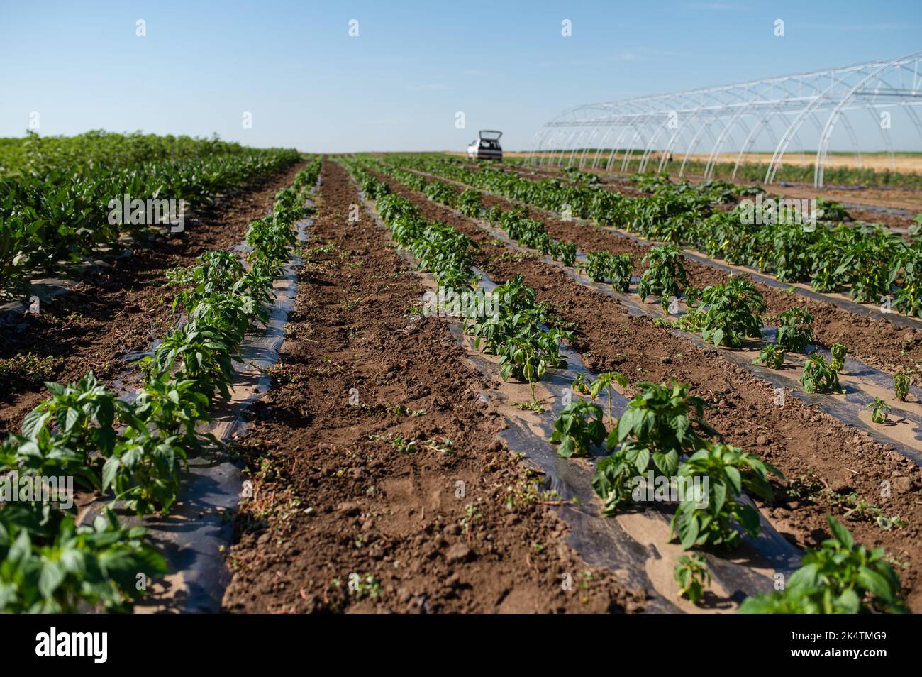 Grüne Pfefferpflanzen auf dem landwirtschaftlichen Feld Stockfoto
