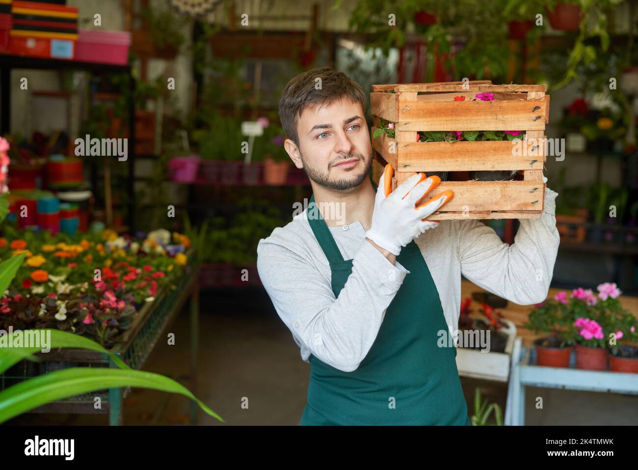 Der junge Mann als Gärtnerlehrling mit grüner Schürze trägt eine Blumenkäste in der Gärtnerei Stockfoto