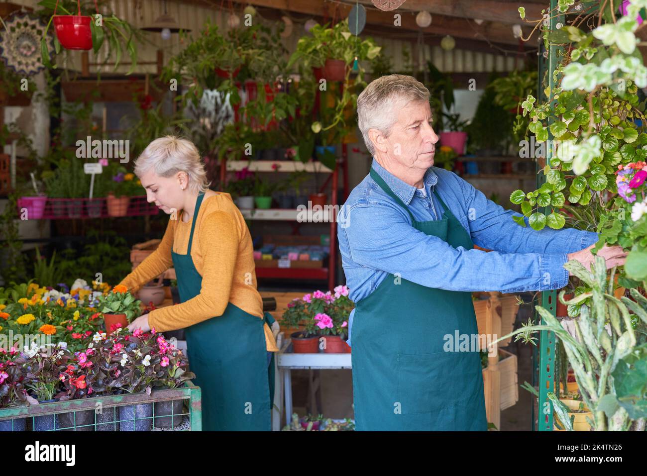 Älterer Gärtner und ein Florist, der sich als Familienbetrieb um die